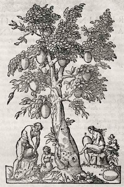 Andre Thevet (1504-1592), Paris, Fransa tarafından gravür ekmek meyve ağacı by Andre Thevet