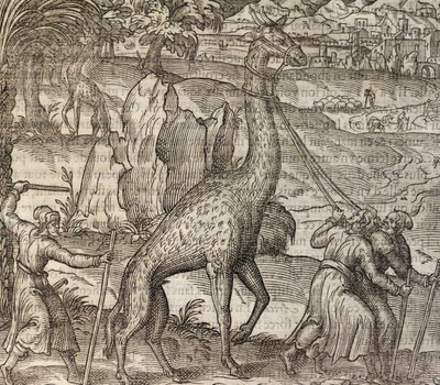 Zürafa, Cosmographie Universelle