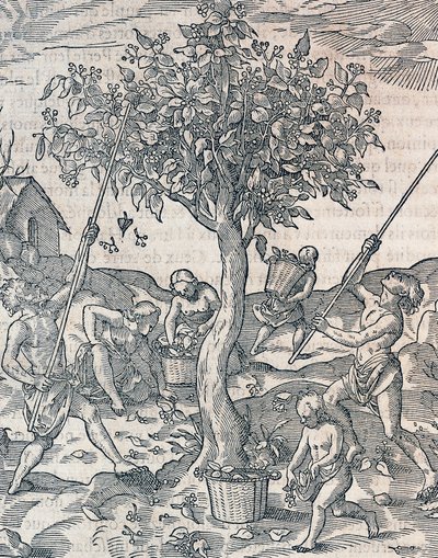 Java adasında biber hasadı, Andre Thevet (1504-1592), Paris tarafından Universal Cosmology