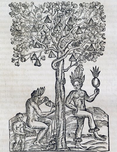 Nana meyvesi, tropikal şifalı bitki, Universal Cosmology