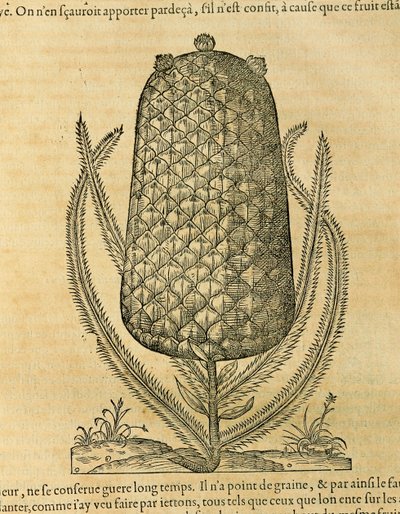 Ananas (ananas comosus), gravür Andre Thevet by Andre Thevet