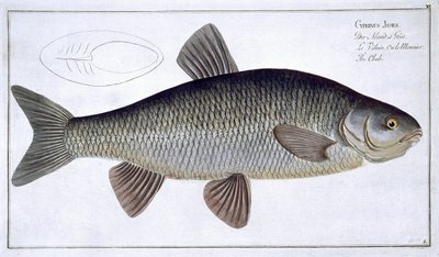 Marcus Elieser Bloch (1723-99), Gabriel Bodenehr (1673-1766) tarafından oyulmuş, c. by Andreas Ludwig Kruger