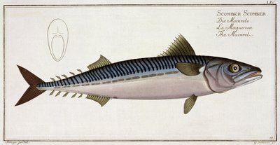 Marcus Elieser Bloch (1723-99), Gabriel Bodenehr (1673-1766), yayın by Andreas Ludwig Kruger
