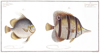 Küre balığı: ve Faturalı balık, Black tarafından yayınlandı, c.1790 (baskı) by Andreas Ludwig Kruger