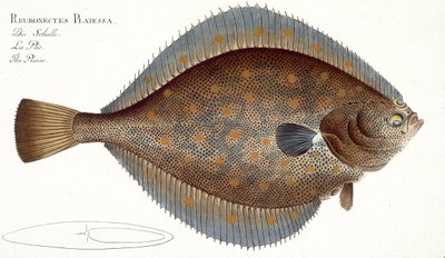 Plaice (Pleuronectes Platessa) plakası XLII, 'Ichthyology, veya balıkların genel ve özel doğal tarihi'nden, Marcus Elieser Bloch (1723-99), yayınlanmış c.1785-99 by Andreas Ludwig Kruger