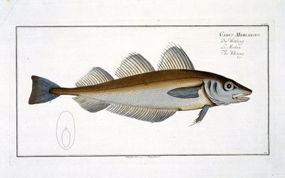 Mezgit (Gadus Merlangus) plakası LXV 'Ichthyology, veya balıkların genel ve özel doğal tarihi', Marcus Elieser Bloch (1723-99), yayınlanmış c.1785-99 by Andreas Ludwig Kruger