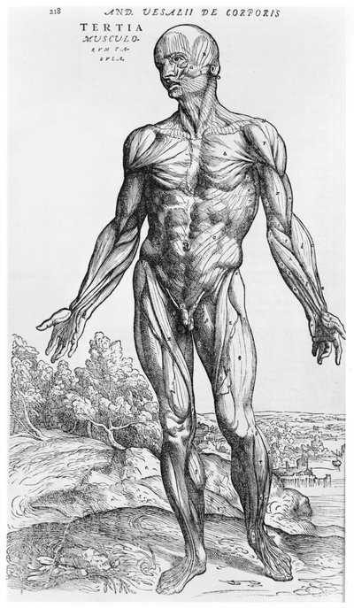 Anatomik Çalışma, Andreas Starr (1514-64) Basel tarafından 'De Humani Corporis Fabrica'dan bir çizim, 1543 by Andreas Vesalius