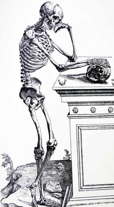 Elinde kafatası olan insan iskeleti. Vesalius'un "De Humani Corporis Fabrica" adlı eserinden. Olası oduncu: Jan von Calcar by Andreas Vesalius