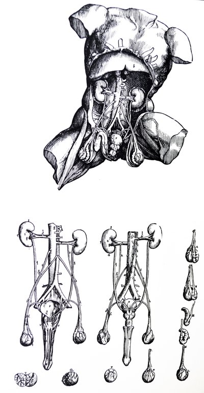 De Humani Corporis Fabrica