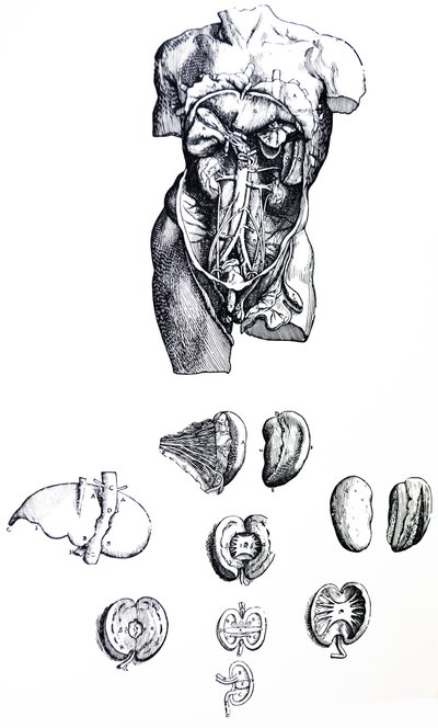 De Humani Corporis Fabrica