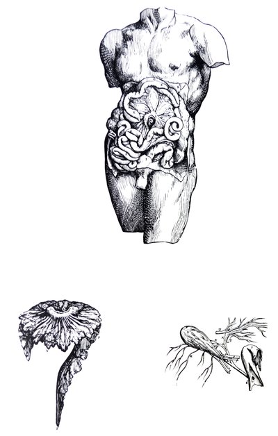 De Humani Corporis Fabrica