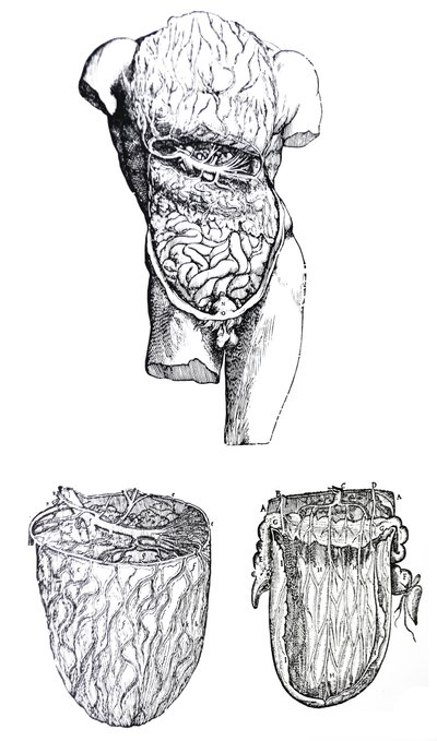De Humani Corporis Fabrica'nın Beşinci Kitabından Plakalar by Andreas Vesalius