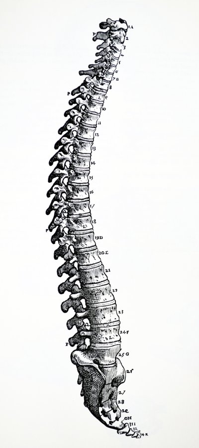 De Humani Corporis Fabrica'nın İlk Kitabından Plakalar by Andreas Vesalius