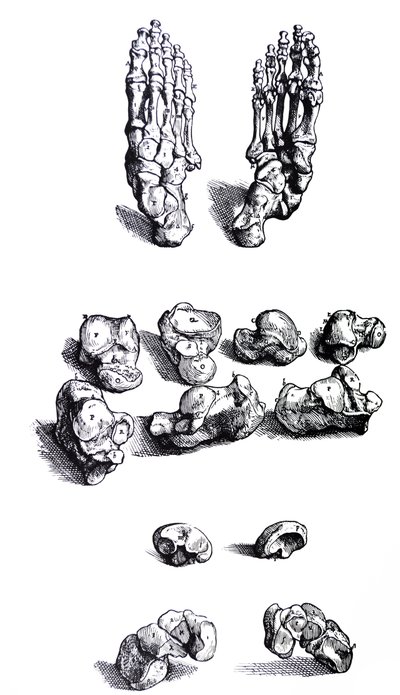 De Humani Corporis Fabrica