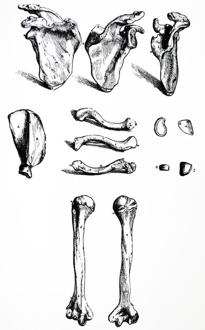 De Humani Corporis Fabrica