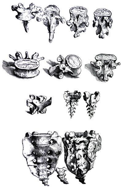 De Humani Corporis Fabrica