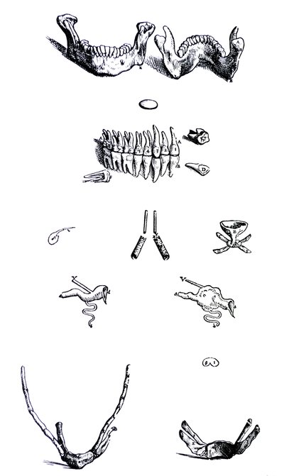 De Humani Corporis Fabrica