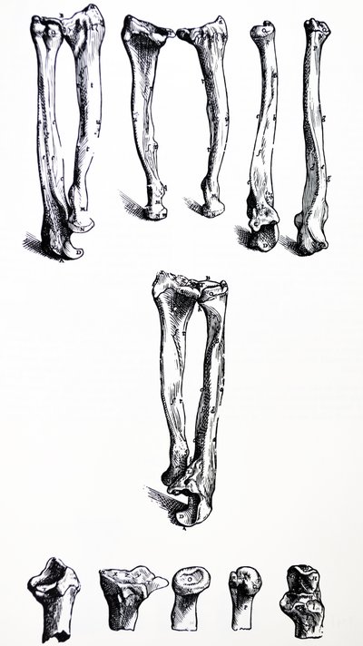 De Humani Corporis Fabrica