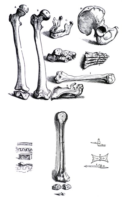 Andreas Vesalius