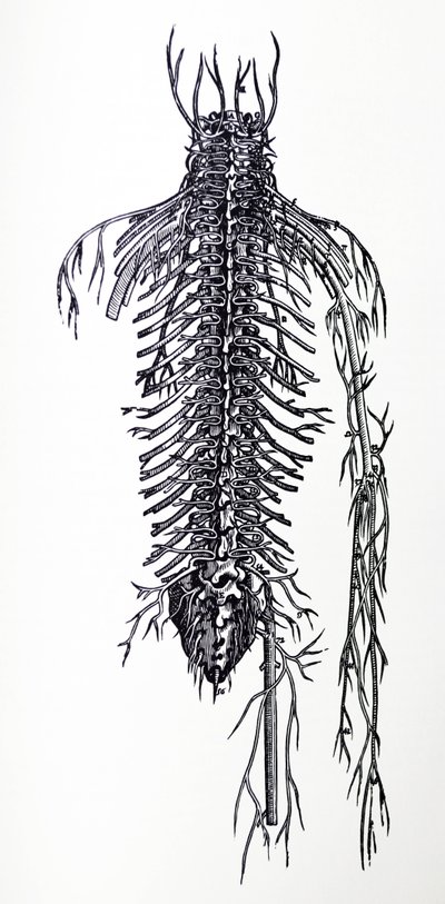 De Humani Corporis Fabrica