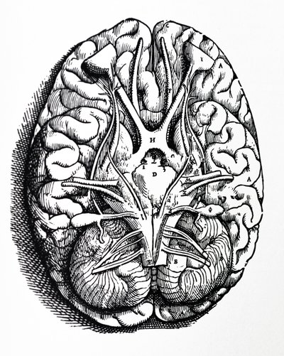 De Humani Corporis Fabrica