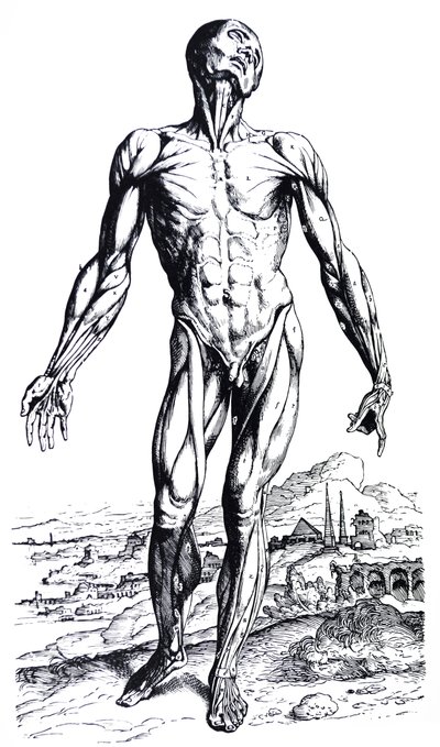De Humani Corporis Fabrica'nın İkinci Kitabından Plakalar by Andreas Vesalius
