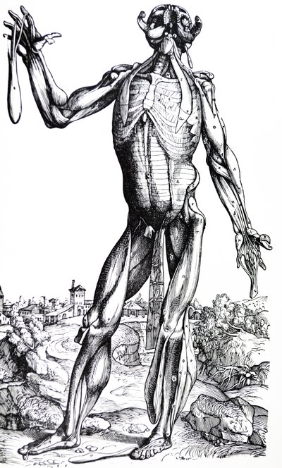 De Humani Corporis Fabrica'nın İkinci Kitabından Plakalar by Andreas Vesalius