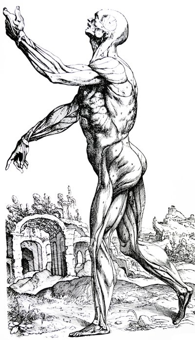 De Humani Corporis Fabrica