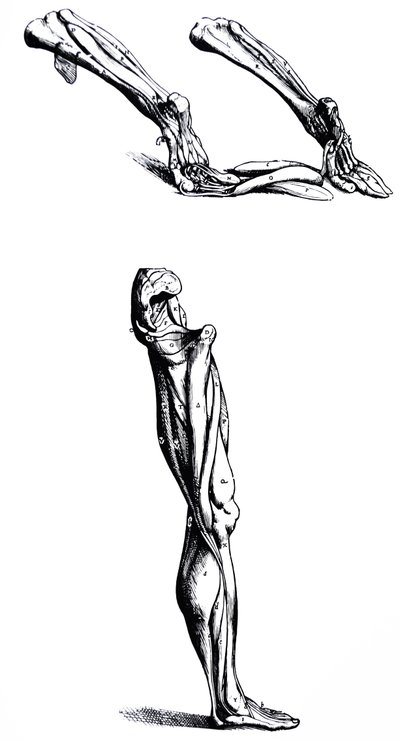 De Humani Corporis Fabrica