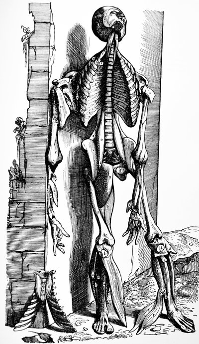 De Humani Corporis Fabrica