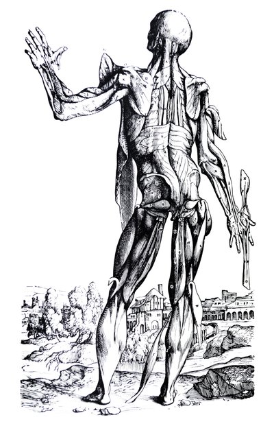De Humani Corporis Fabrica