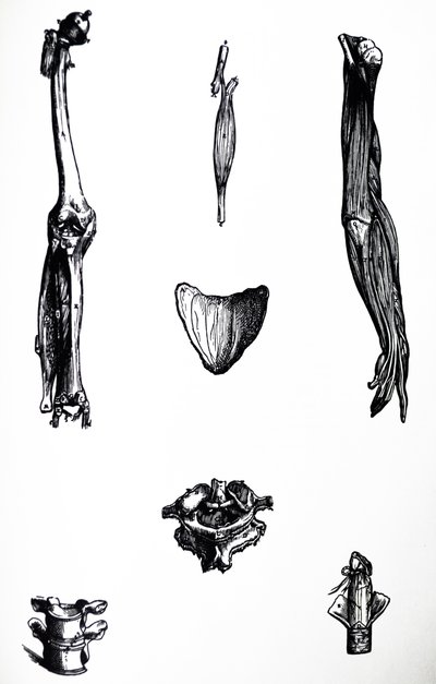 De Humani Corporis Fabrica