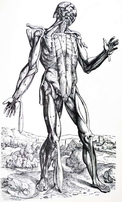 De Humani Corporis Fabrica
