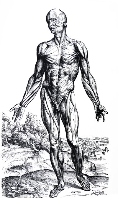 De Humani Corporis Fabrica