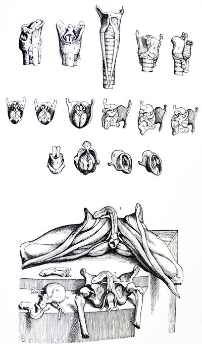 De Humani Corporis Fabrica