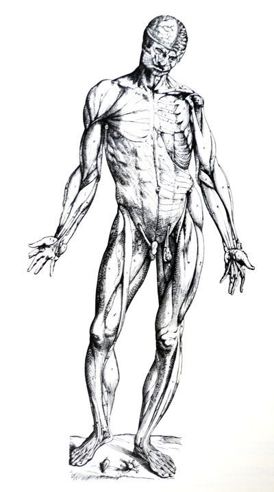 De Humani Corporis Fabrica