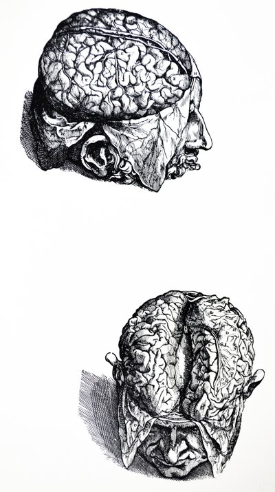 De Humani Corporis Fabrica