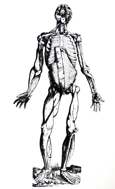 De Humani Corporis Fabrica