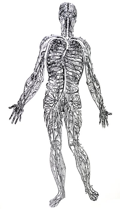 De Humani Corporis Fabrica