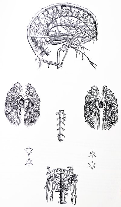 De Humani Corporis Fabrica