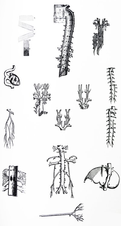 De Humani Corporis Fabrica