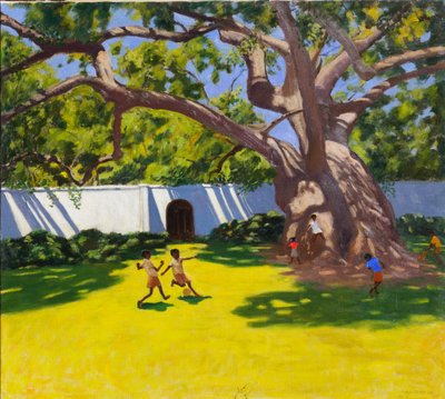 ANTİK KAFÖR AĞACI,VERGELEGEN EMLAK,GÜNEY AFRİKA by Andrew Macara