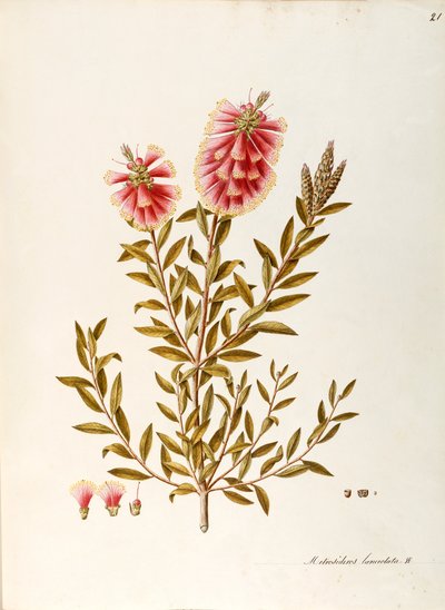 Crimson Bottlebrush (Callistemon citrinus Stapf), Myrtaceae, kalıcı yapraklı çalı, Avustralya