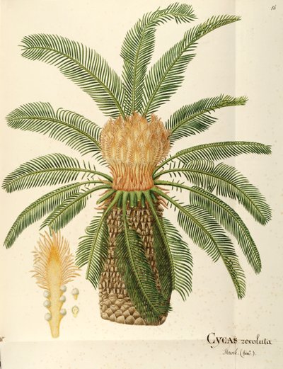 Sago palmiyesi (Cycas revoluta Thunb), Angela Rossi Bottione tarafından Cycadaceae, suluboya by Angela Rossi Bottione