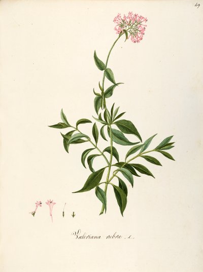 Kediotugiller, Kırmızı Kediotu (Centranthus ruber), Çiçek tarhları veya kayalık bahçeler için çok yıllık otsu bitki, İtalya