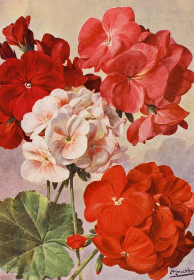 Güzel Modern Sardunyalar, Zonal Pelargoniumlar (renkli lito) by Angelo Fairfax Muckley