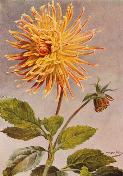 Kaktüs Dahlia Bayan H L Brousson, Renk, açık kahverengi, kırmızı kıpkırmızı (renkli lito) by Angelo Fairfax Muckley