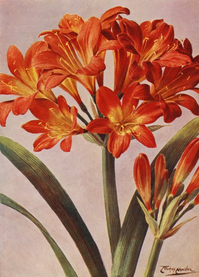 Clivia Miniata, uzun zamandır Imantophyllum Miniatum olarak bilinir (renkli lito) by Angelo Fairfax Muckley