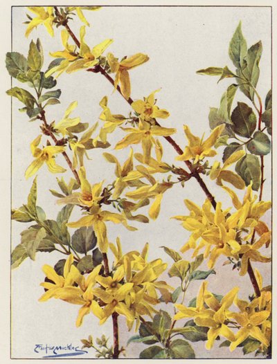 Forsythia Suspensa, güzel bir erken ilkbahar çalısı (renkli lito) by Angelo Fairfax Muckley