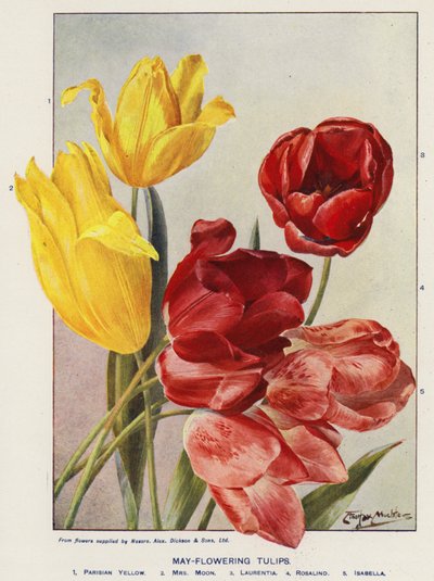 Mayıs Çiçeği Laleler (renkli lito) by Angelo Fairfax Muckley